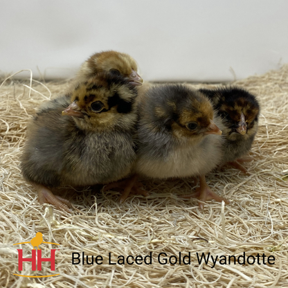 Chick Blue Laced Gold Wyandotte