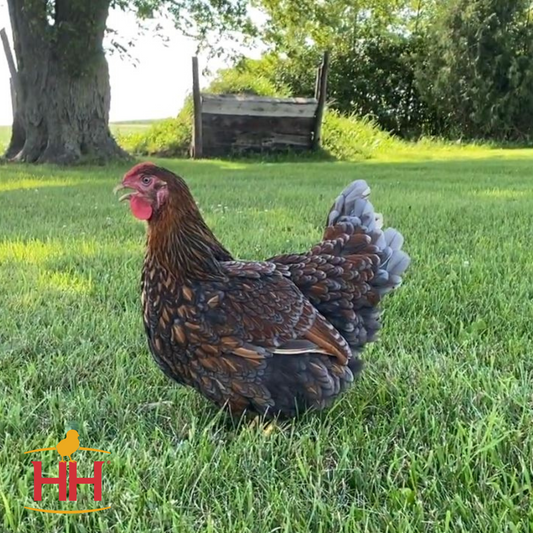 Chick Blue Laced Gold Wyandotte