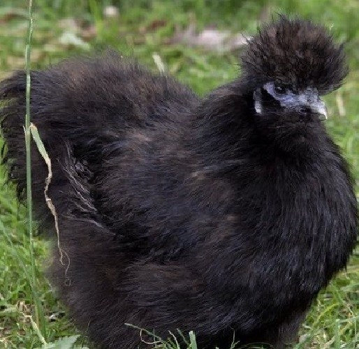 Chick Black Silkie Bantam