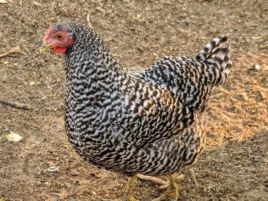 Chick Dominique