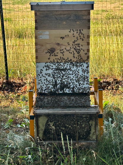 Live Honey Bees – Pick Up Only