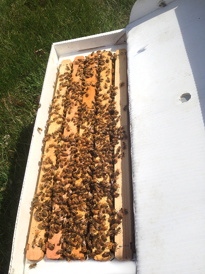 Live Honey Bees – Pick Up Only