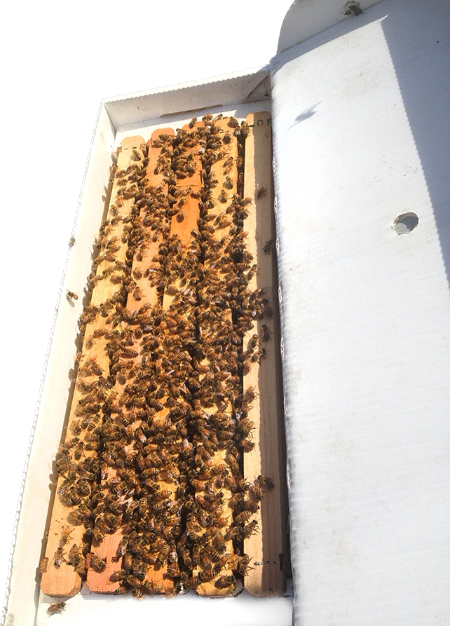 Live Honey Bees – Pick Up Only