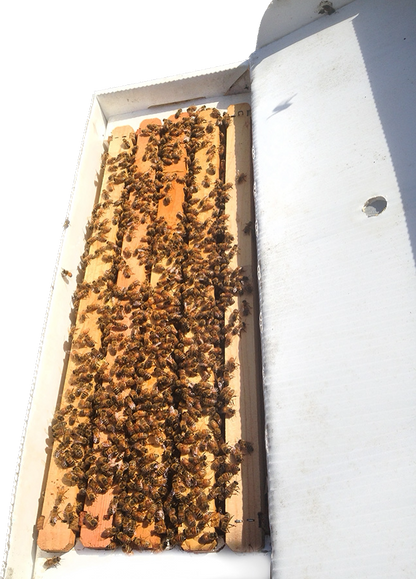 Live Honey Bees – Pick Up Only