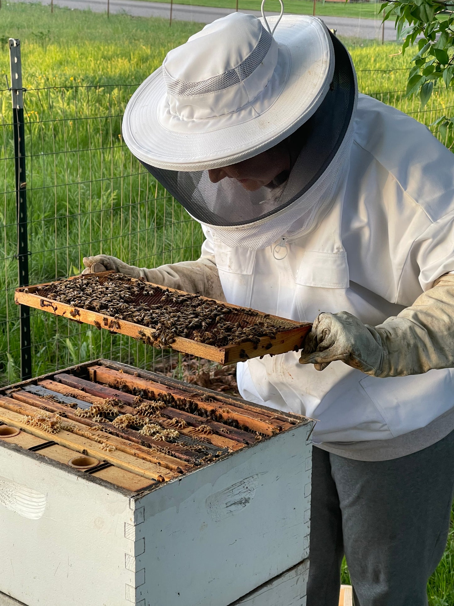 Live Honey Bees – Pick Up Only