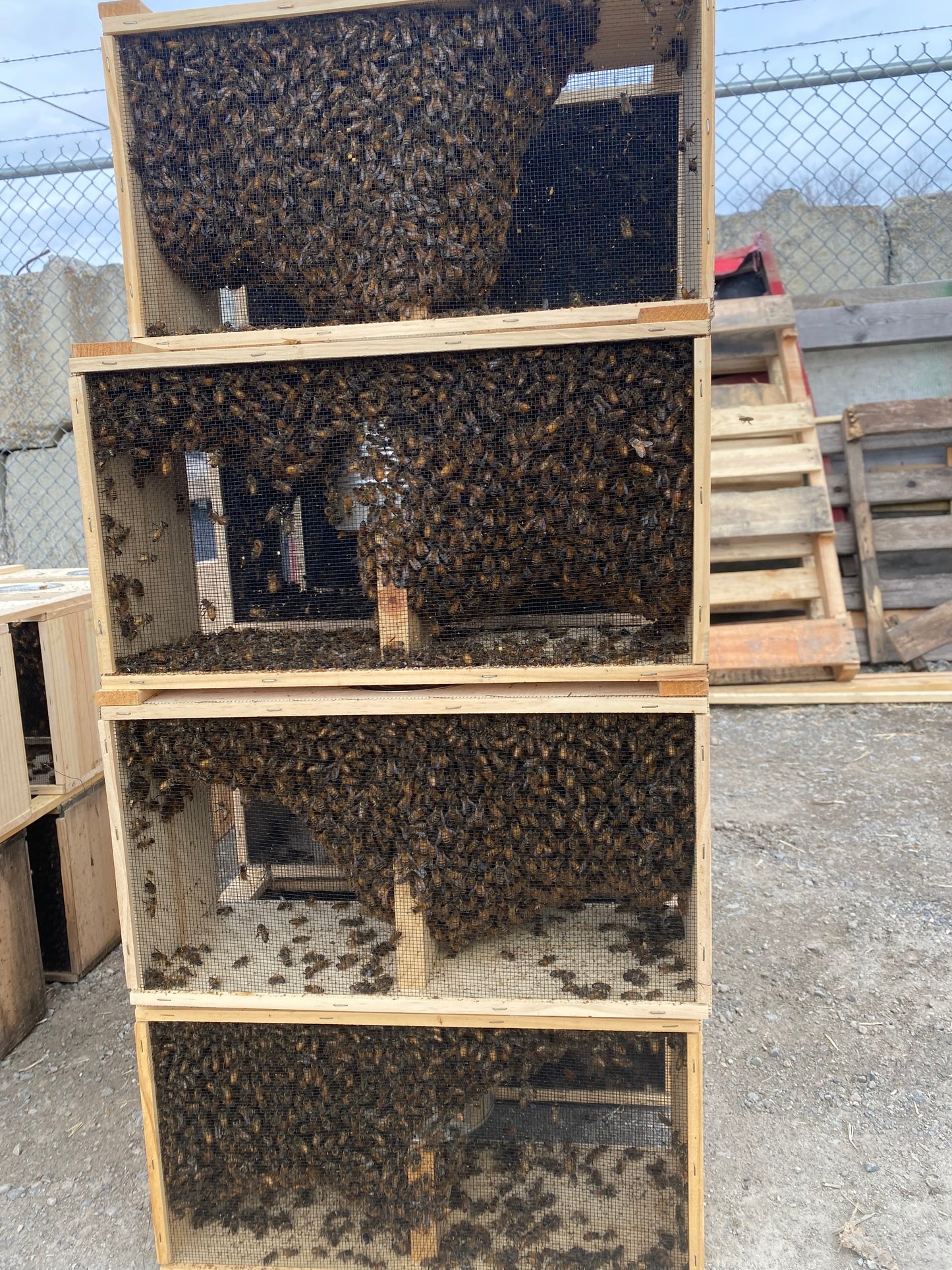 Live Honey Bees – Pick Up Only