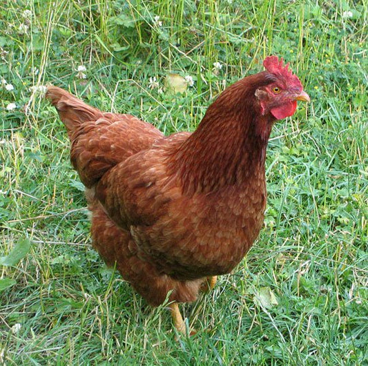 Chick New Hampshire Red