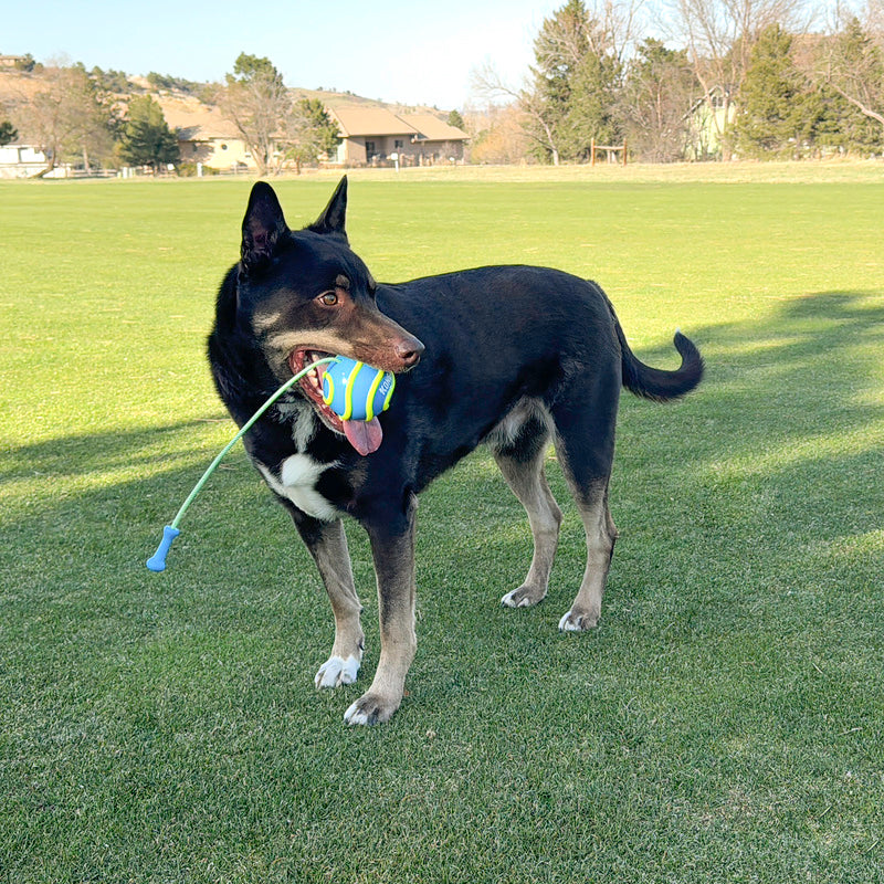 Kong Bunji High-Viz Ball Assorted Dog Toy