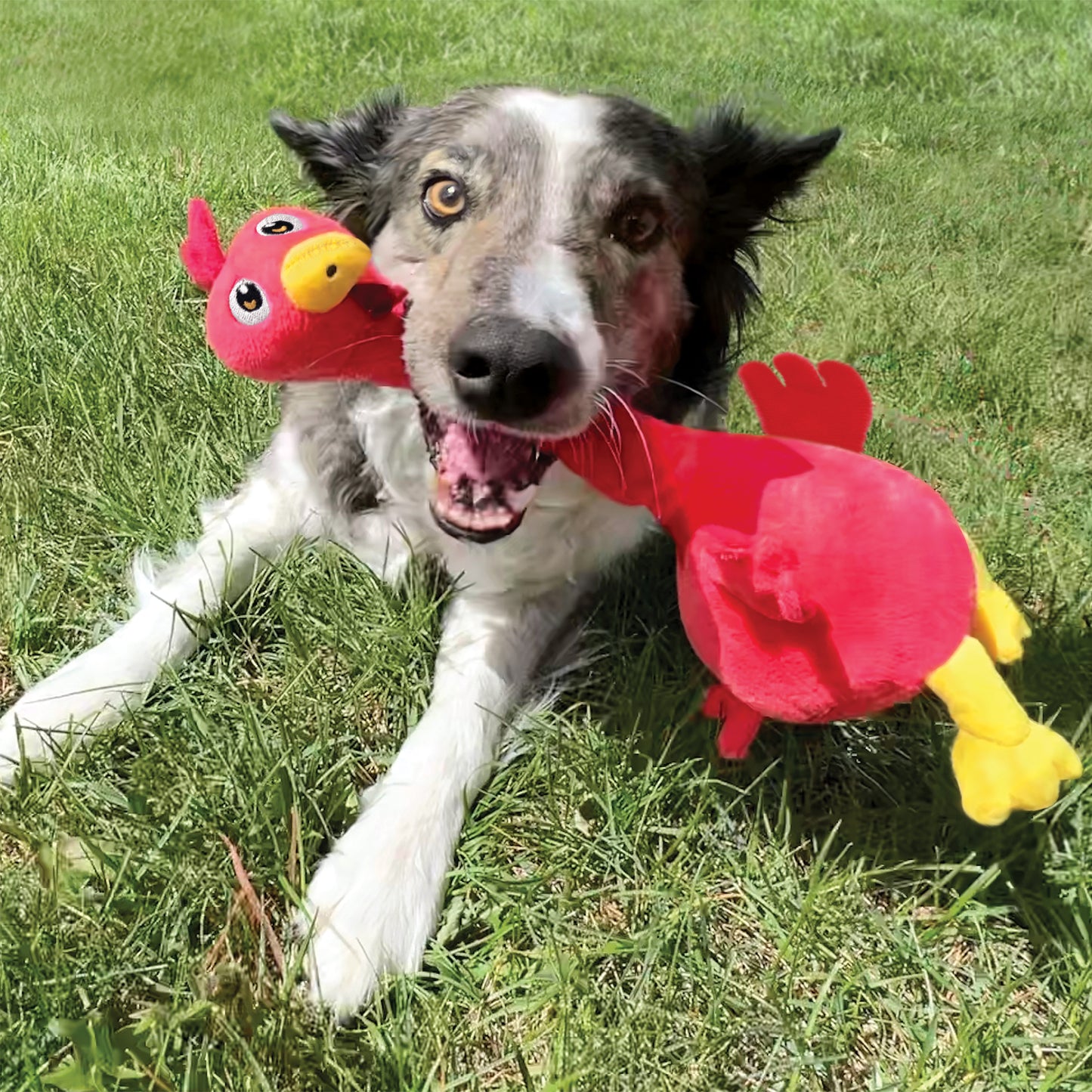 Kong Shakers Bobz Rooster Dog Toy M