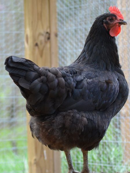 Chick Black Jersey Giant