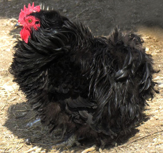 Chick Black Frizzle Cochin Bantam