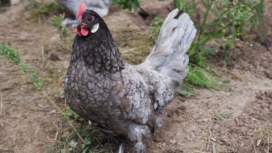 Chick Blue Andalusian Female