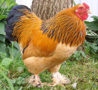 Chick Assorted Brahma