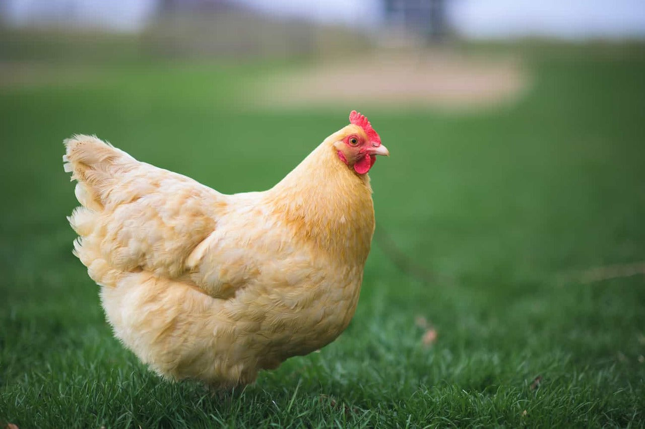 Chick Buff Orpington