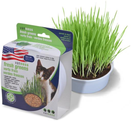 Van Ness Plastic Oat Garden Kit for Cats