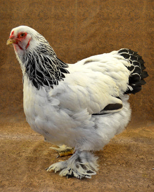 Chick Assorted Brahma
