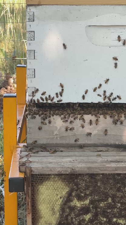 Live Honey Bees – Pick Up Only