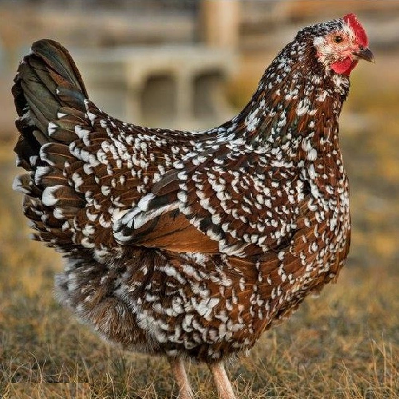 Chick Speckled Sussex