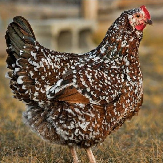 Chick Speckled Sussex