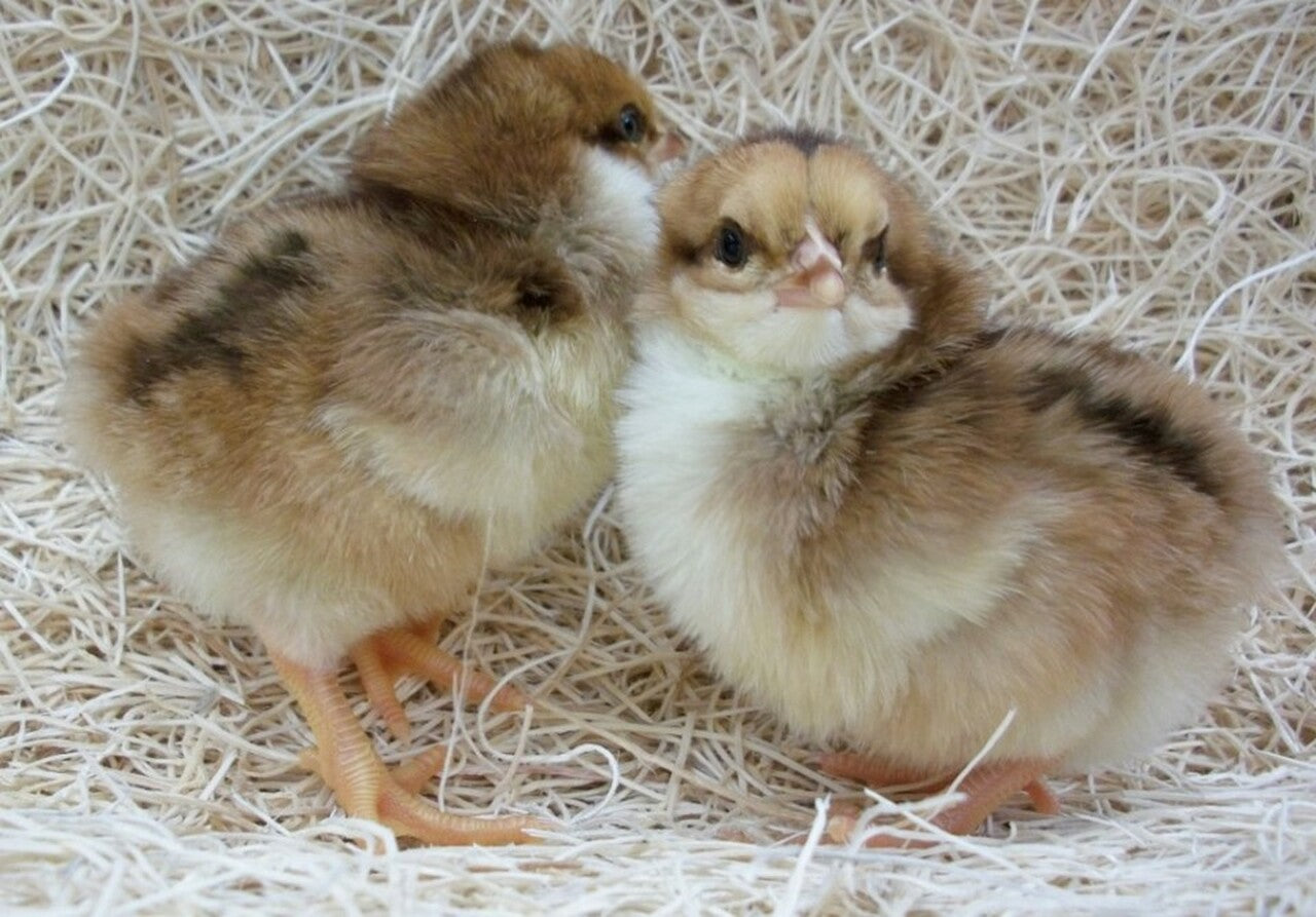 Chick Speckled Sussex