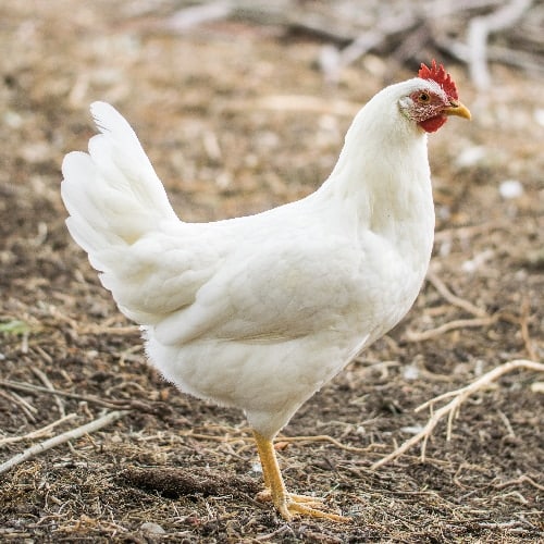 Chick White Leghorn Female